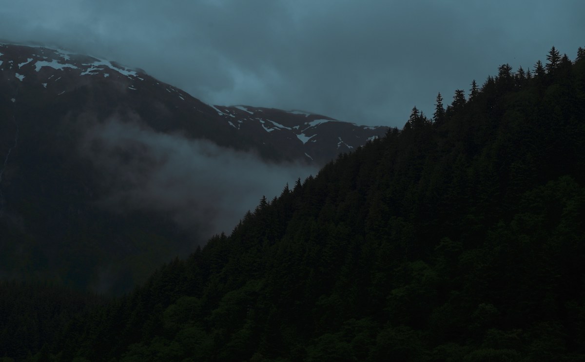 Forest Veil: cinematic creative reference